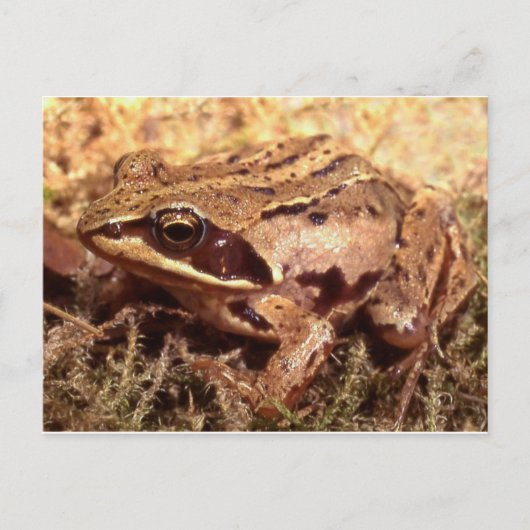 Carte postale Grenouille/crapaud (Devant)