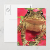 Carte Postale Grenouille crapaud debout contre le dos bougainvil (Devant / Derrière)