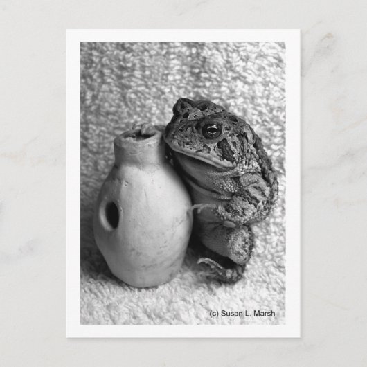 Carte Postale Grenouille crapaud tenant une percussion (Devant)