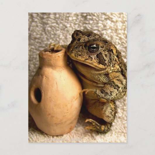 Carte Postale Grenouille crapaud tenant une photo miniature de l (Devant)