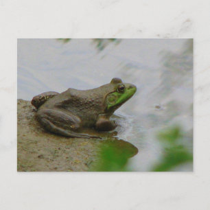 Carte Postale Grenouille dans la boue