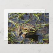 Carte Postale Grenouille dans la rivière (Devant / Derrière)