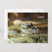 Carte Postale Grenouille dans l'eau (Devant / Derrière)