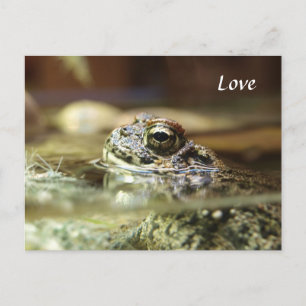 Carte Postale Grenouille dans l'eau