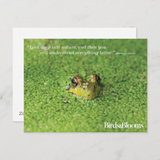 Carte Postale Grenouille dans les algues vertes (Devant / Derrière)