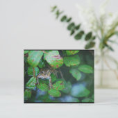 Carte Postale Grenouille dans un étang feuillu (Debout devant)