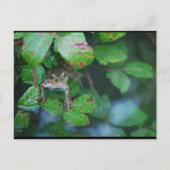 Carte Postale Grenouille dans un étang feuillu (Devant)