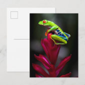 Carte Postale Grenouille d'arbre aux yeux rouges (Devant / Derrière)