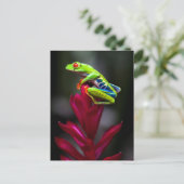 Carte Postale Grenouille d'arbre aux yeux rouges (Debout devant)
