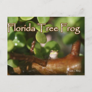 Carte Postale Grenouille d'arbre bébé en plante Bonsai avec text