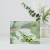 Carte Postale Grenouille d'arbre en vert (Debout devant)