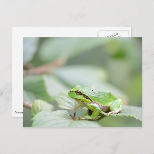 Carte Postale Grenouille d'arbre en vert (Devant / Derrière)