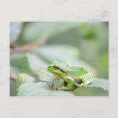 Carte Postale Grenouille d'arbre en vert (Devant)