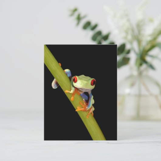 Carte Postale grenouille d'arbre observée par rouge (Debout devant)