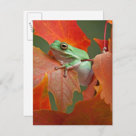 Carte Postale Grenouille D'Arbre Vert À L'Automne (Devant / Derrière)