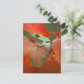 Carte Postale Grenouille D'Arbre Vert À L'Automne (Debout devant)
