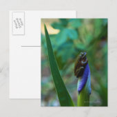 Carte Postale Grenouille d'arbre vert sur Iris (Devant / Derrière)