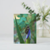 Carte Postale Grenouille d'arbre vert sur Iris (Debout devant)