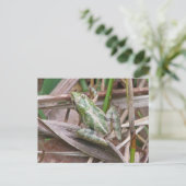 Carte Postale Grenouille de cricket colorée (Debout devant)