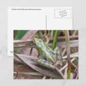 Carte Postale Grenouille de cricket colorée (Devant / Derrière)