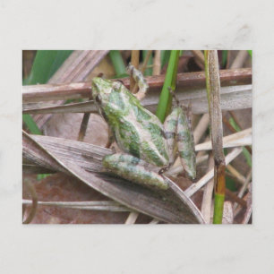 Carte Postale Grenouille de cricket colorée