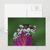 Carte Postale Grenouille de lait, Trachycephalus resinifictrix (Devant / Derrière)