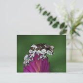 Carte Postale Grenouille de lait, Trachycephalus resinifictrix (Debout devant)