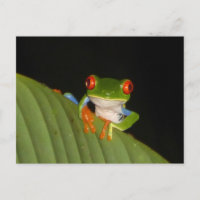 Grenouille de nuit rouge Jouée do-it-yourself cart