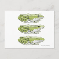 Grenouille de Perez