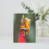 Carte Postale Grenouille de singe à pattes de tigre Vert Orange (Debout devant)
