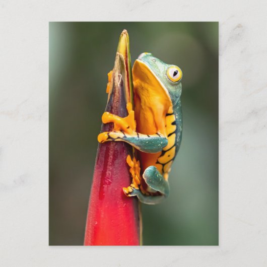 Carte Postale Grenouille de singe à pattes de tigre Vert Orange (Devant)