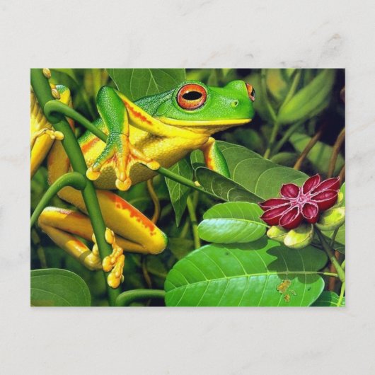 Carte Postale Grenouille des arbres (Devant)