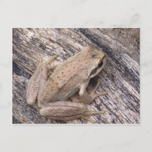 Carte Postale Grenouille des arbres (Devant)