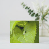 Carte Postale Grenouille des arbres (Debout devant)