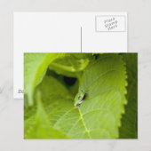 Carte Postale Grenouille des arbres (Devant / Derrière)