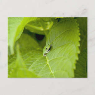 Carte Postale Grenouille des arbres