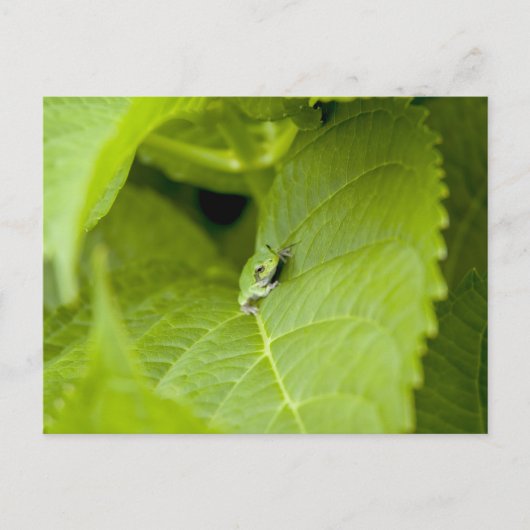 Carte Postale Grenouille des arbres (Devant)