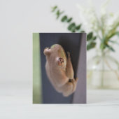 Carte Postale Grenouille des arbres (Debout devant)