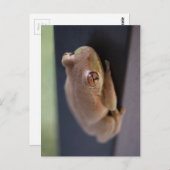 Carte Postale Grenouille des arbres (Devant / Derrière)