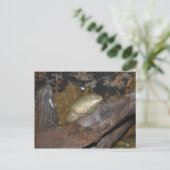 Carte Postale Grenouille des arbres (Debout devant)
