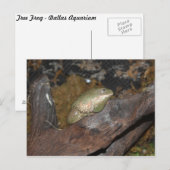 Carte Postale Grenouille des arbres (Devant / Derrière)