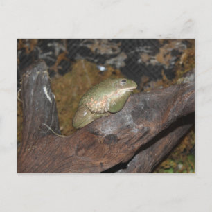 Carte Postale Grenouille des arbres