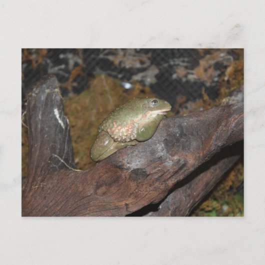 Carte Postale Grenouille des arbres (Devant)