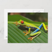 Carte Postale Grenouille des arbres (Devant / Derrière)