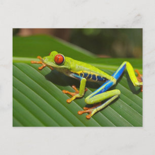 Carte Postale Grenouille des arbres