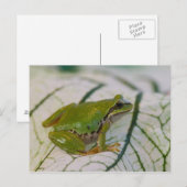 Carte Postale Grenouille des arbres du Pacifique sur les fleurs (Devant / Derrière)