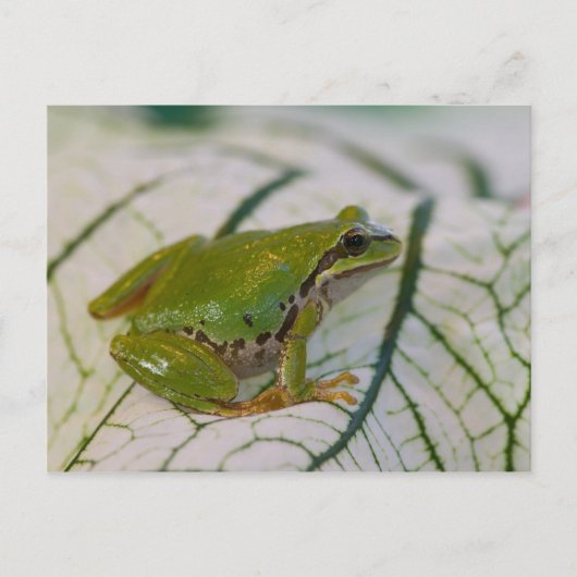 Carte Postale Grenouille des arbres du Pacifique sur les fleurs (Devant)