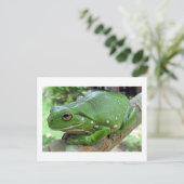 Carte Postale Grenouille des arbres verts australiens (Debout devant)