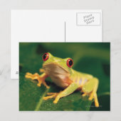 Carte Postale Grenouille des yeux rouges (Devant / Derrière)