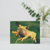 Carte Postale Grenouille des yeux rouges (Debout devant)